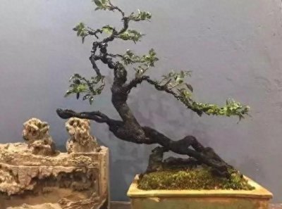 ​品品这口黑骨茶