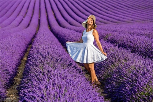 夏日赏法国薰衣草花田,邂逅梦中那一抹紫色