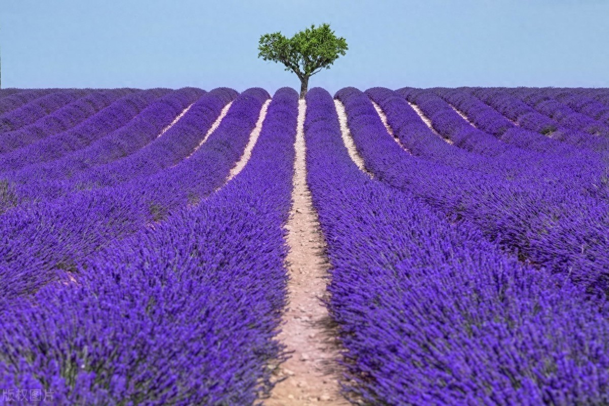 夏日赏法国薰衣草花田,邂逅梦中那一抹紫色