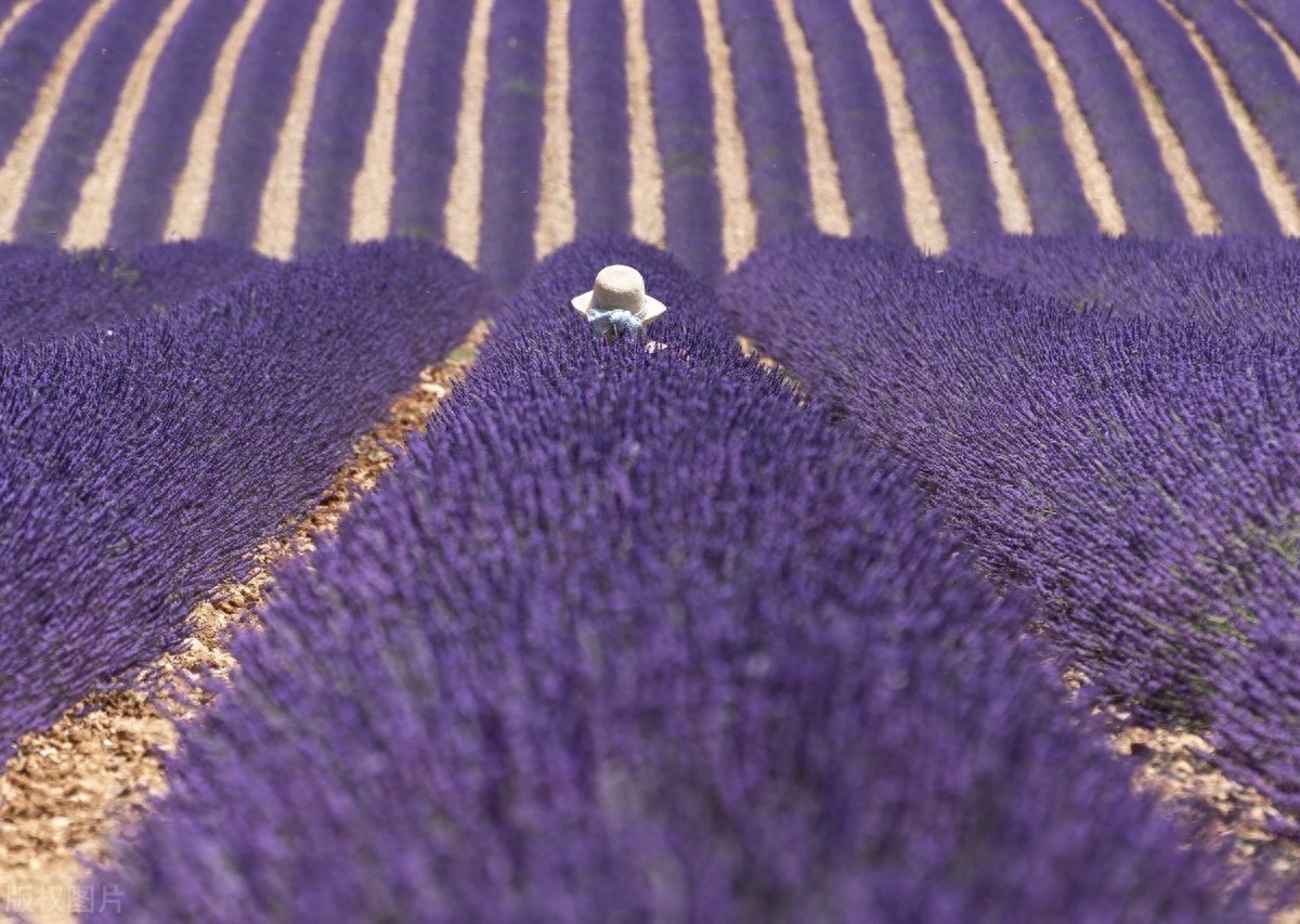 夏日赏法国薰衣草花田,邂逅梦中那一抹紫色