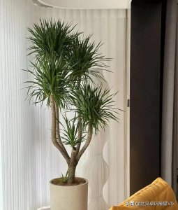 ​6种“长命树”，再穷也要栽一棵在家里，吉祥还好养