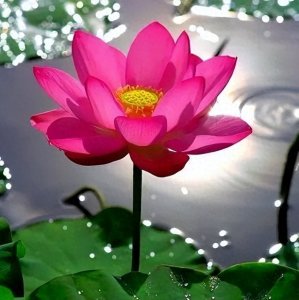 ​气质荷花微信头像，花开富贵，笑对人生