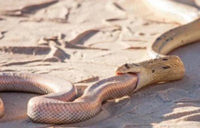 ​当看到两条蛇缠在一起，是否预示着有什么事发生吗？