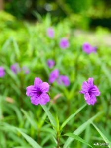 ​轻盈而自由的蓝花草