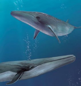 ​深海猎犬——长须鲸