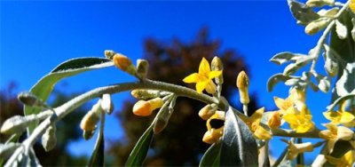 ​新疆极品风物：七里香·沙枣