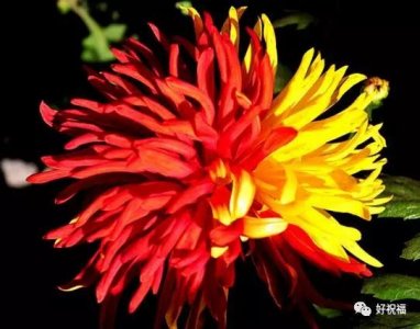 ​粤语竟然将叛徒叫做二五仔这是为什么？