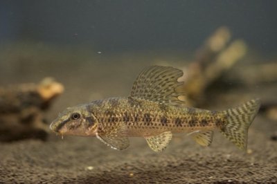 ​棒花鱼繁殖与生活特性