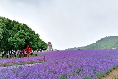 ​无锡雪浪山的薰衣草开了，太漂亮了。