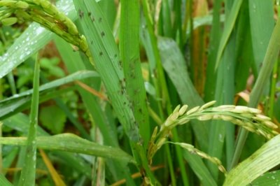 ​噻虫嗪对这些害虫效果最佳，便宜又好用