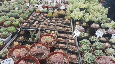 ​现场求真 多肉真的能吃吗