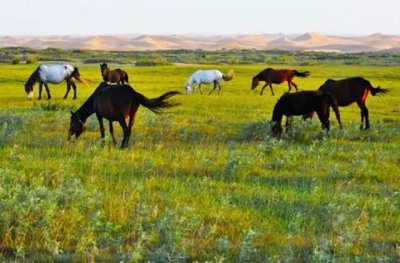 ​如诗如画的通湖草原