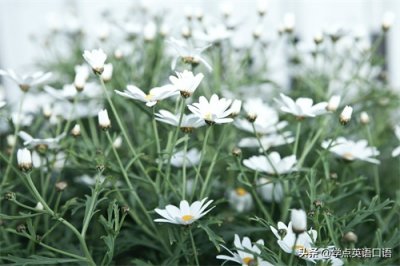 ​每日一词：plagiarism