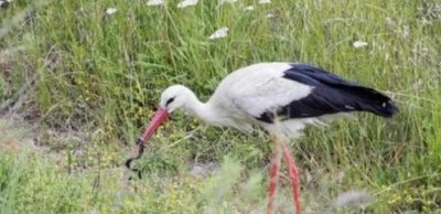 ​敢吃蛇的5大动物，食蛇蛙上榜，而“它”征服眼镜王蛇不用5分钟