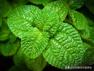 ​三拗汤、二陈汤、三子养亲汤三个方子合方