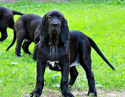 嗅觉敏锐的巴西獒犬臭名昭著的原因，曾被指使追逐逃跑奴隶