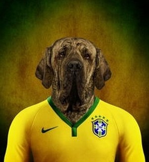 嗅觉敏锐的巴西獒犬臭名昭著的原因，曾被指使追逐逃跑奴隶