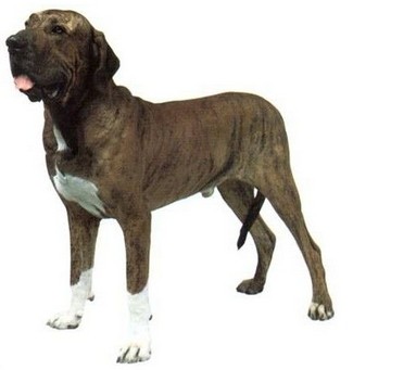 嗅觉敏锐的巴西獒犬臭名昭著的原因，曾被指使追逐逃跑奴隶