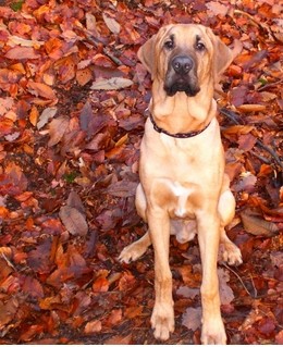 嗅觉敏锐的巴西獒犬臭名昭著的原因，曾被指使追逐逃跑奴隶