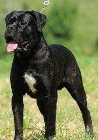 嗅觉敏锐的巴西獒犬臭名昭著的原因，曾被指使追逐逃跑奴隶