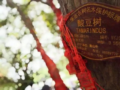 ​热带水果达人推荐｜酸豆树—三亚市树、三亚果，你吃过吗？