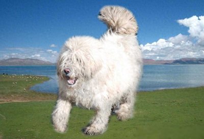 ​被人遗忘的中国猛犬！比藏獒更猛更聪明的藏狮，还有几个人认识？