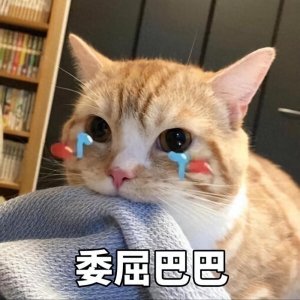 ​猫咪突然像疯了一样，满屋子乱跑，原来有这几个原因
