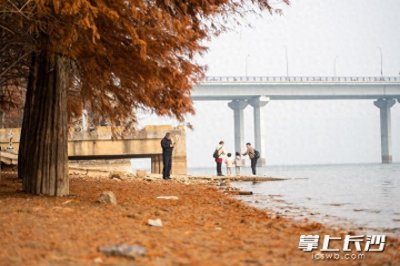 ​组图 | 江边杉树美如画