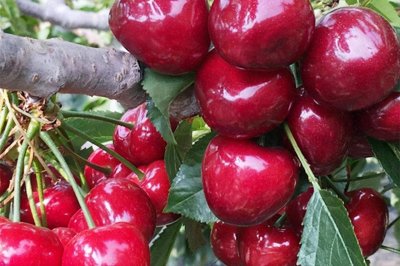 ​美早大樱桃品种介绍