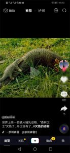 ​中华穿山甲在中国大陆地区已“功能性灭绝” 泸州人看到一定不要伤害“它”