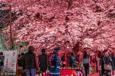 ​日本东京千鸟渊迎来平成年最后樱花盛典