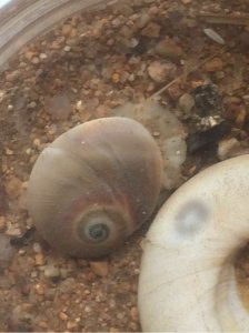 ​无意在海边捡到一个这么可爱的家伙  扁玉螺